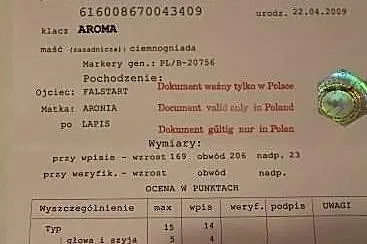 AROMA klacz śląska