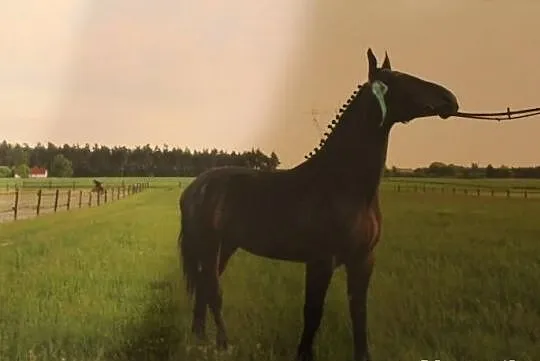 AROMA klacz śląska