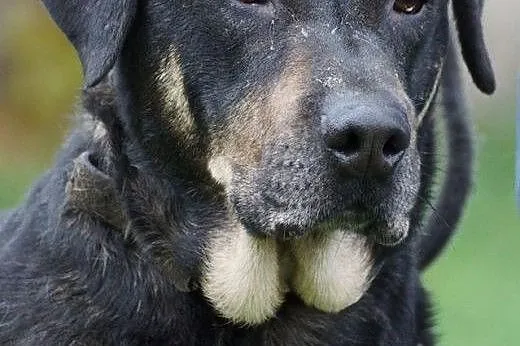 Niko duży psiak do adopcji,  Kundelki cała Polska
