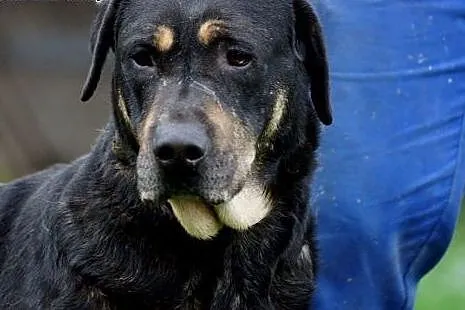 Niko duży psiak do adopcji,  Kundelki cała Polska