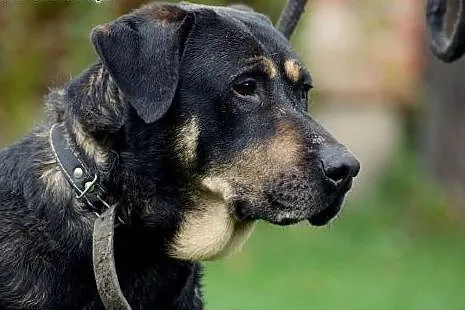 Niko duży psiak do adopcji,  Kundelki cała Polska