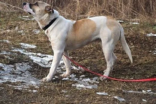 Romeo- pies o pięknym spojrzeniu pragnący bliskośc