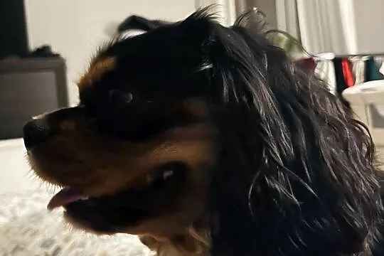 Cavalier King charles spaniel