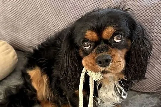 Cavalier King charles spaniel, Pomorskie, Gdynia