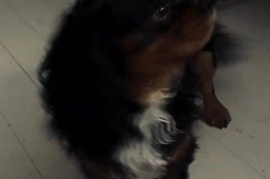Cavalier King charles spaniel, Pomorskie, Gdynia