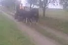 Para kucy