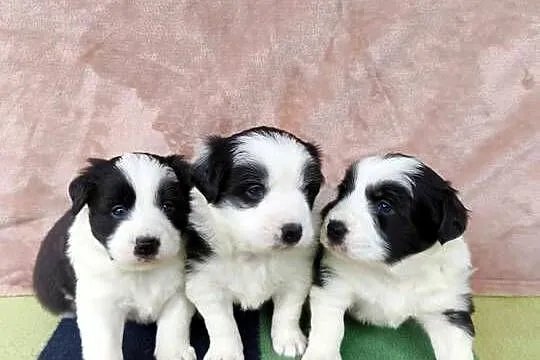 Szczeniaczki Border Collie, Podkarpackie, Krosno
