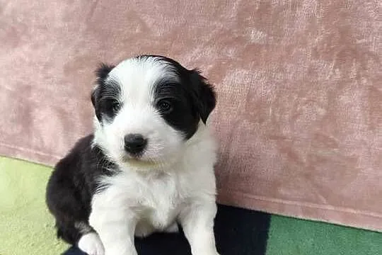 Szczeniaczki Border Collie, Podkarpackie, Krosno