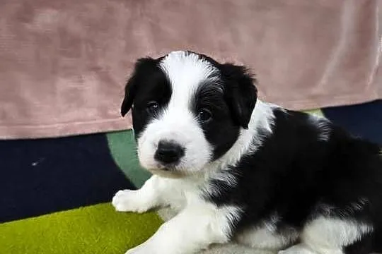 Szczeniaczki Border Collie, Podkarpackie, Krosno