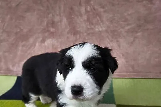 Szczeniaczki Border Collie, Podkarpackie, Krosno