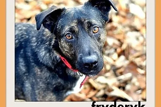 FRYDERYK,traci dom,łagodny,wesoły piesek do adopcji.PILNE,  dolnośląskie Wrocław