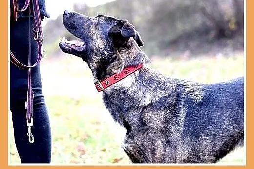 FRYDERYK,traci dom,łagodny,wesoły piesek do adopcj