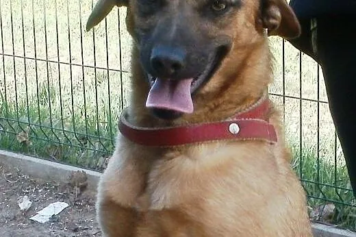 Kinga młodziutka do pokochania  ,  mazowieckie War