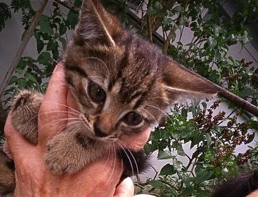 Małe slodziaki do adopcji, mazowieckie Łomianki