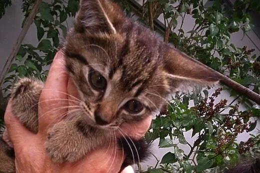 Małe slodziaki do adopcji,  mazowieckie Łomianki