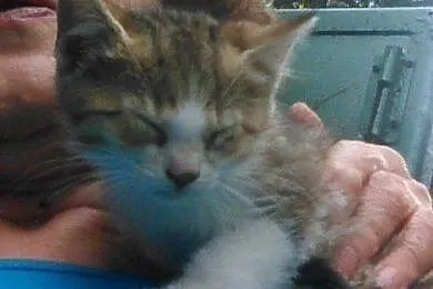 Małe slodziaki do adopcji,  mazowieckie Łomianki