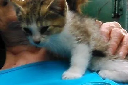 Małe slodziaki do adopcji,  mazowieckie Łomianki