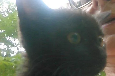 Małe slodziaki do adopcji,  mazowieckie Łomianki