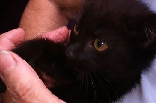 Małe slodziaki do adopcji,  mazowieckie Łomianki
