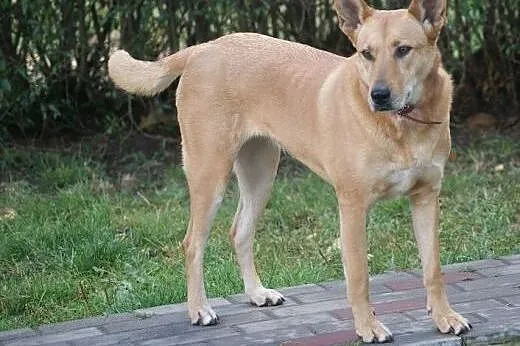 Ika – przemiła suczka do pokochania,  kujawsko-pomorskie Toruń