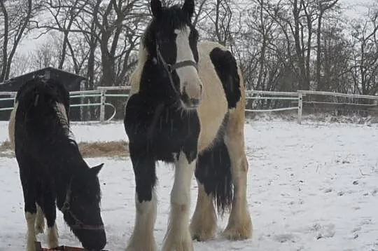 Tinker wałach