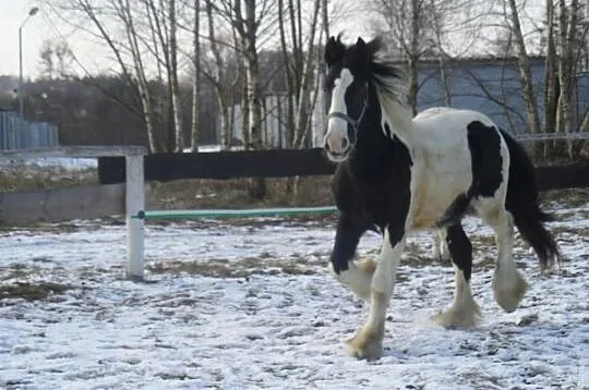 Tinker wałach