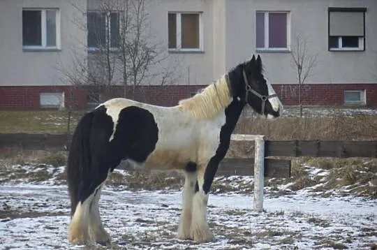Tinker wałach