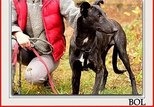 Młody 1 rok,chart mix,łagodny,kontaktowy,szczepiony piesek BOL.Adopcja., dolnośląskie Wrocław,