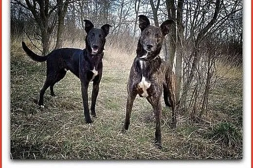 Młody 1 rok,chart mix,łagodny,kontaktowy,szczepiony piesek BOL.Adopcja.,  dolnośląskie Wrocław, 