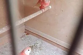 Papugi lilianki para