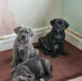 Szczenięta rasy cane corso dostępne już w sprzedaży.