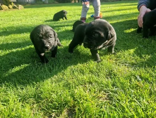 Szczenięta rasy cane corso dostępne już w sprzedaży., Pomorskie, Tczew
