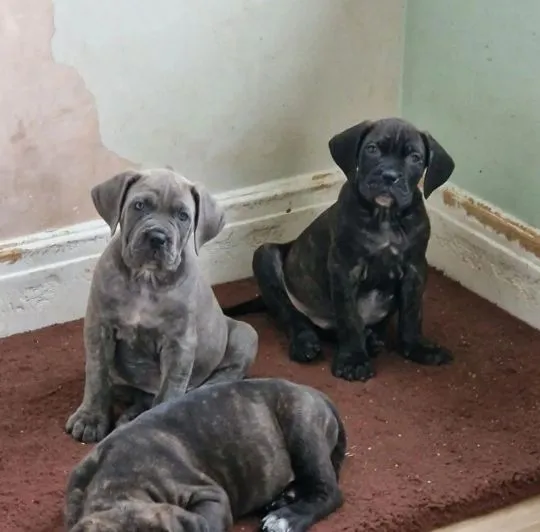 Szczenięta rasy cane corso dostępne już w sprzedaży.