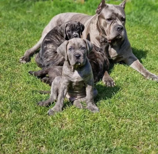 Szczenięta rasy cane corso dostępne już w sprzedaży., Pomorskie, Tczew