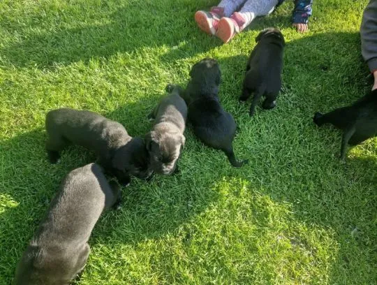 Szczenięta rasy cane corso dostępne już w sprzedaży., Pomorskie, Tczew