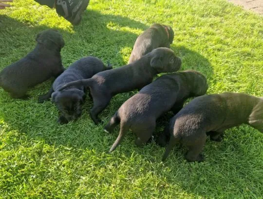 Szczenięta rasy cane corso dostępne już w sprzedaży., Pomorskie, Tczew