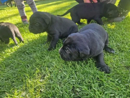 Szczenięta rasy cane corso dostępne już w sprzedaży., Pomorskie, Tczew