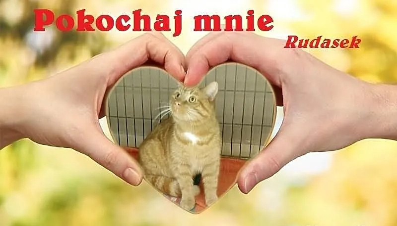 Przepiękny rudy kot - Rudasek - pokochaj przygarni