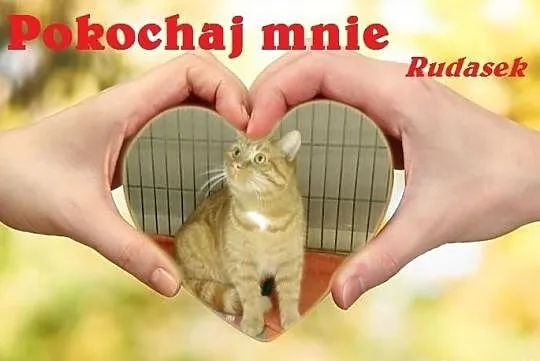 Przepiękny rudy kot - Rudasek - pokochaj przygarni