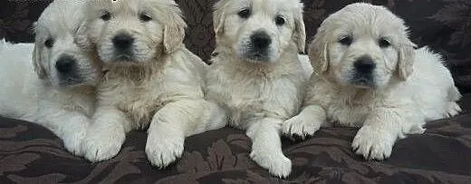 Szczeniaki Golden retriever, opolskie Kędzierzyn-