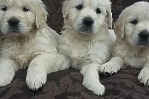 Szczeniaki Golden retriever,  opolskie Kędzierzyn-