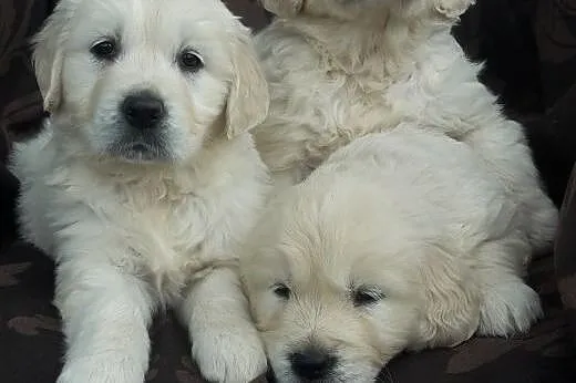 Szczeniaki Golden retriever,  opolskie Kędzierzyn-