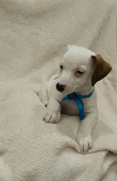 PIĘKNY Jack Russell Terrier