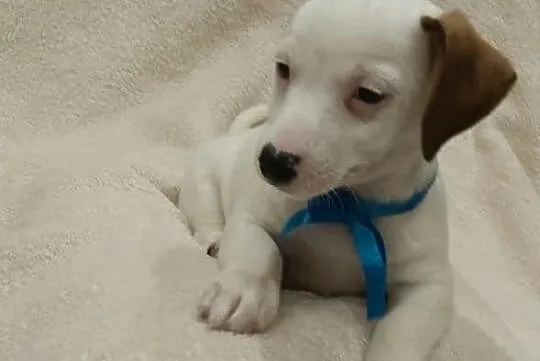 PIĘKNY Jack Russell Terrier