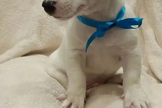 PIĘKNY Jack Russell Terrier
