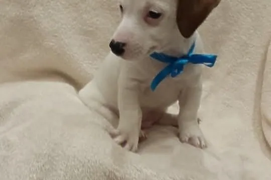 PIĘKNY Jack Russell Terrier