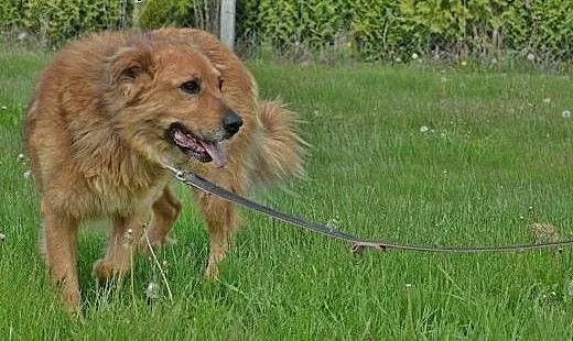 Teddy niecierpliwie czeka na swego Człowieka, maz
