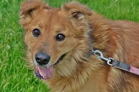 Teddy niecierpliwie czeka na swego Człowieka,  maz
