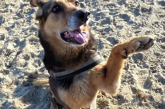 Azalia gotowa do adopcji!, Łódzkie, Tomaszów Mazowiecki