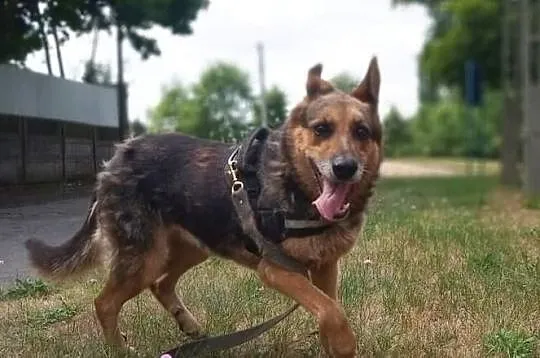 Azalia gotowa do adopcji!, Łódzkie, Tomaszów Mazowiecki